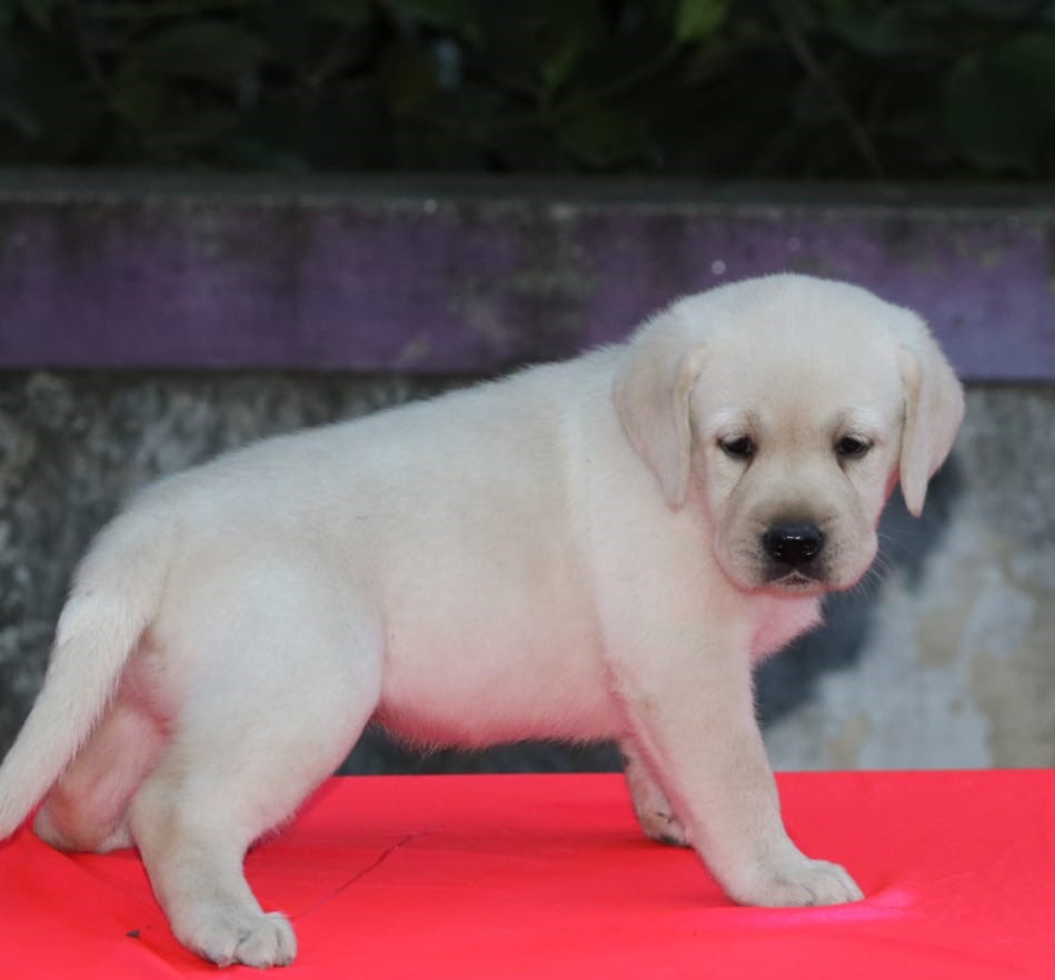 IND CH ABNAVE'S ROJA BUD (Magic) X ADIRA'S EDGE (EDGE)