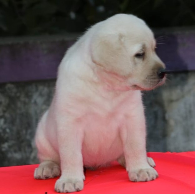 IND CH ABNAVE'S ROJA BUD (Magic) X ADIRA'S EDGE (EDGE)