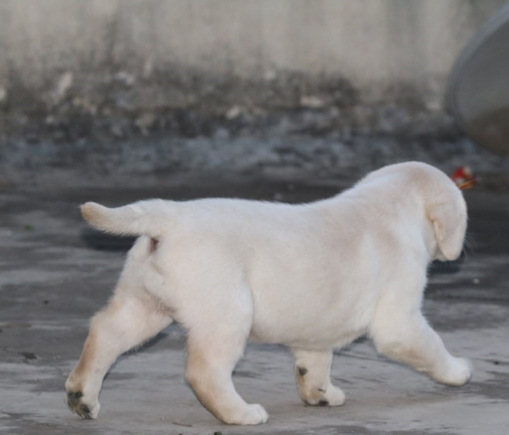 IND CH ABNAVE'S ROJA BUD (Magic) X ADIRA'S EDGE (EDGE)