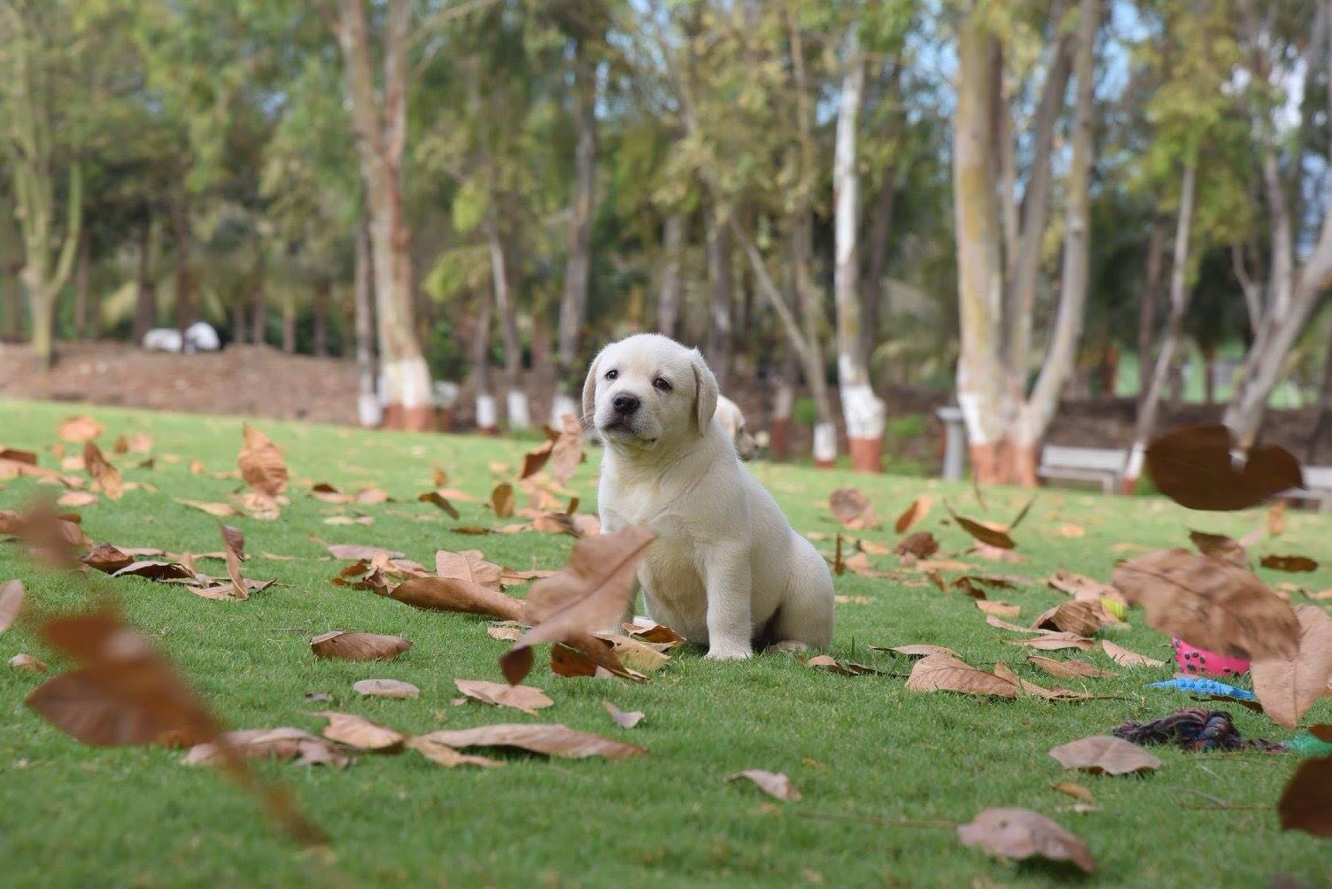 Gracy & Jack's Puppies