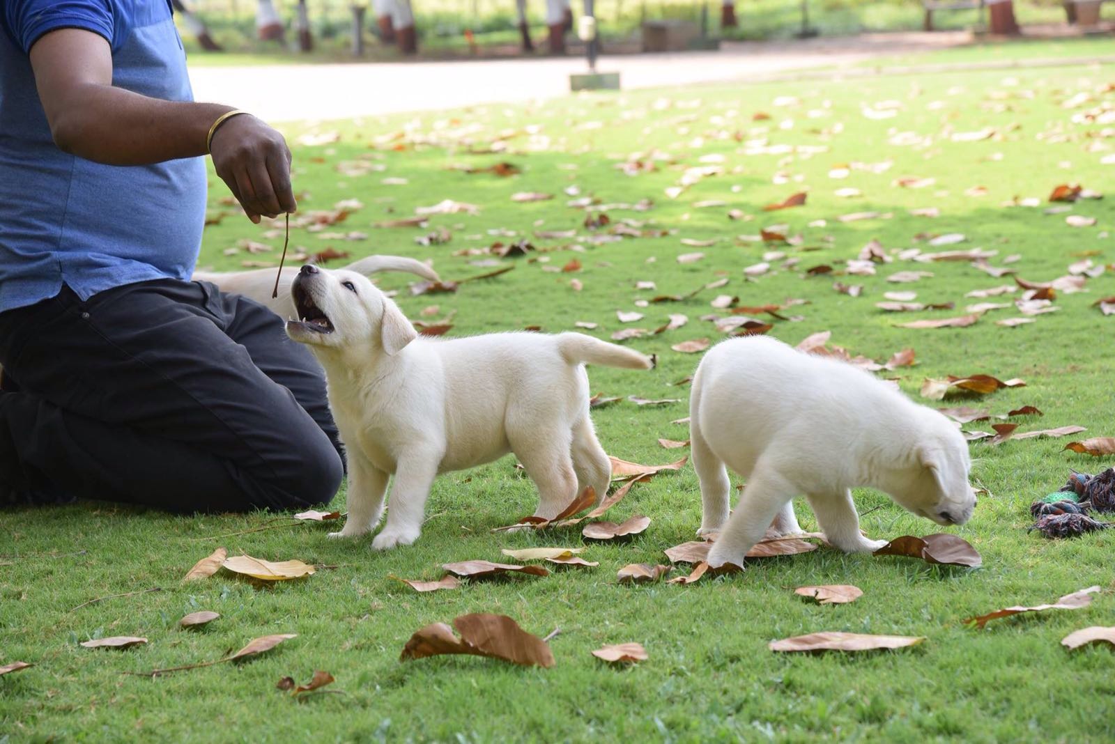 Gracy & Jack's Puppies