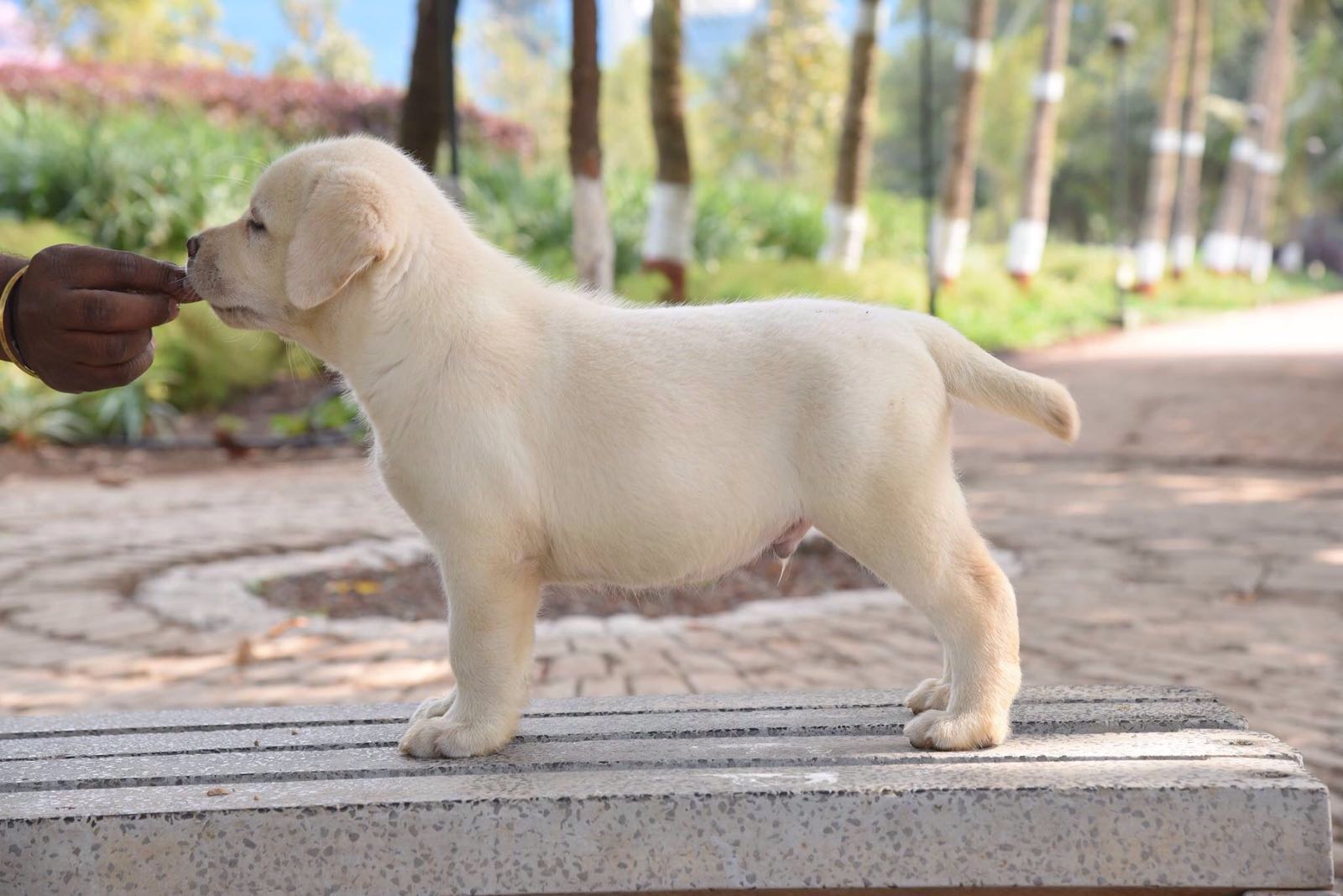 Gracy & Jack's Puppies