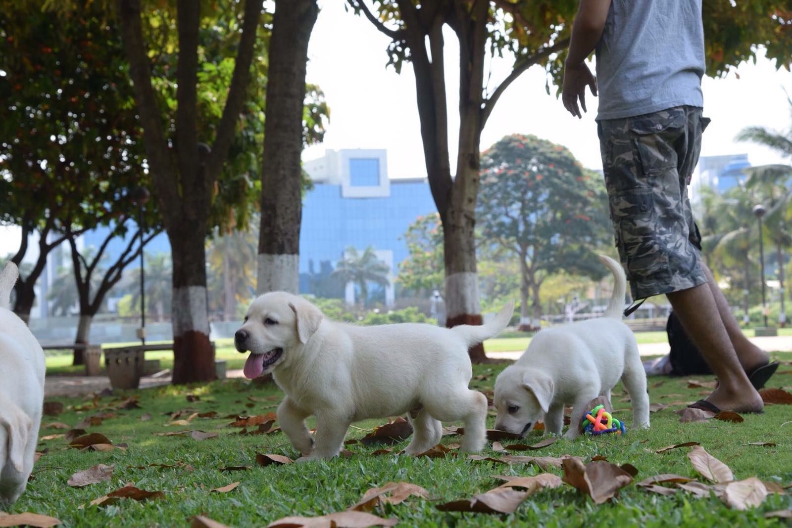 Gracy & Jack's Puppies