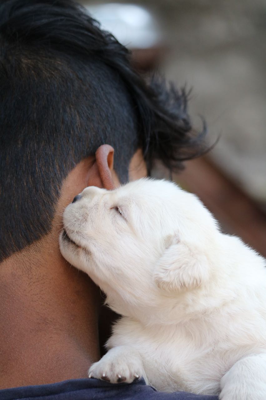 Queency & Dancer's Puppies