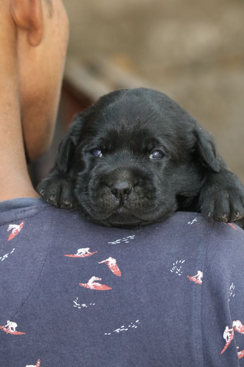 Queency & Dancer's Puppies