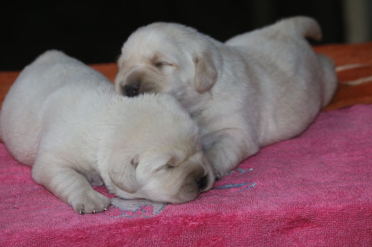 Queency & Dancer's Puppies