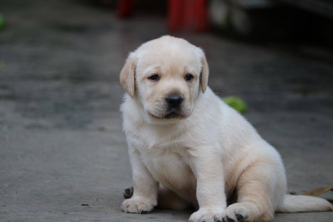 Queency & Dancer's Puppies