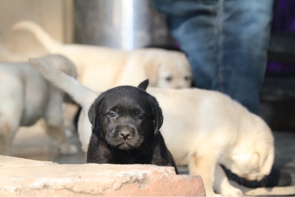 Majic & Brick's Puppies