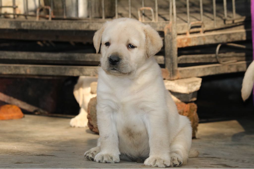 Majic & Brick's Puppies