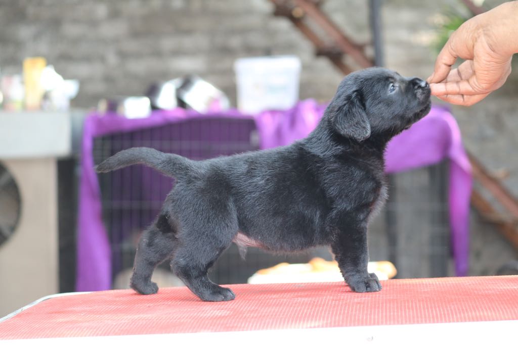 Majic & Brick's Puppies