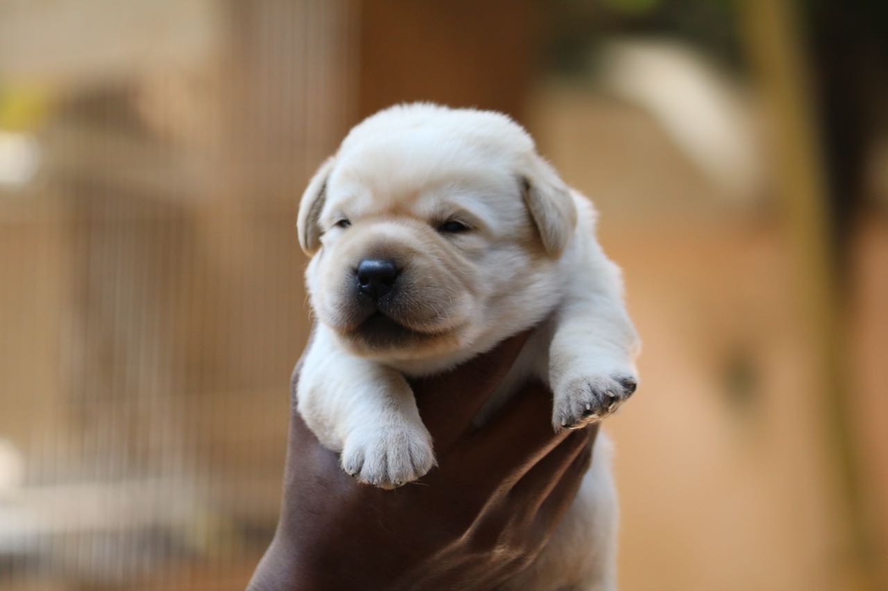 Sasha's & Brick Litter Puppies