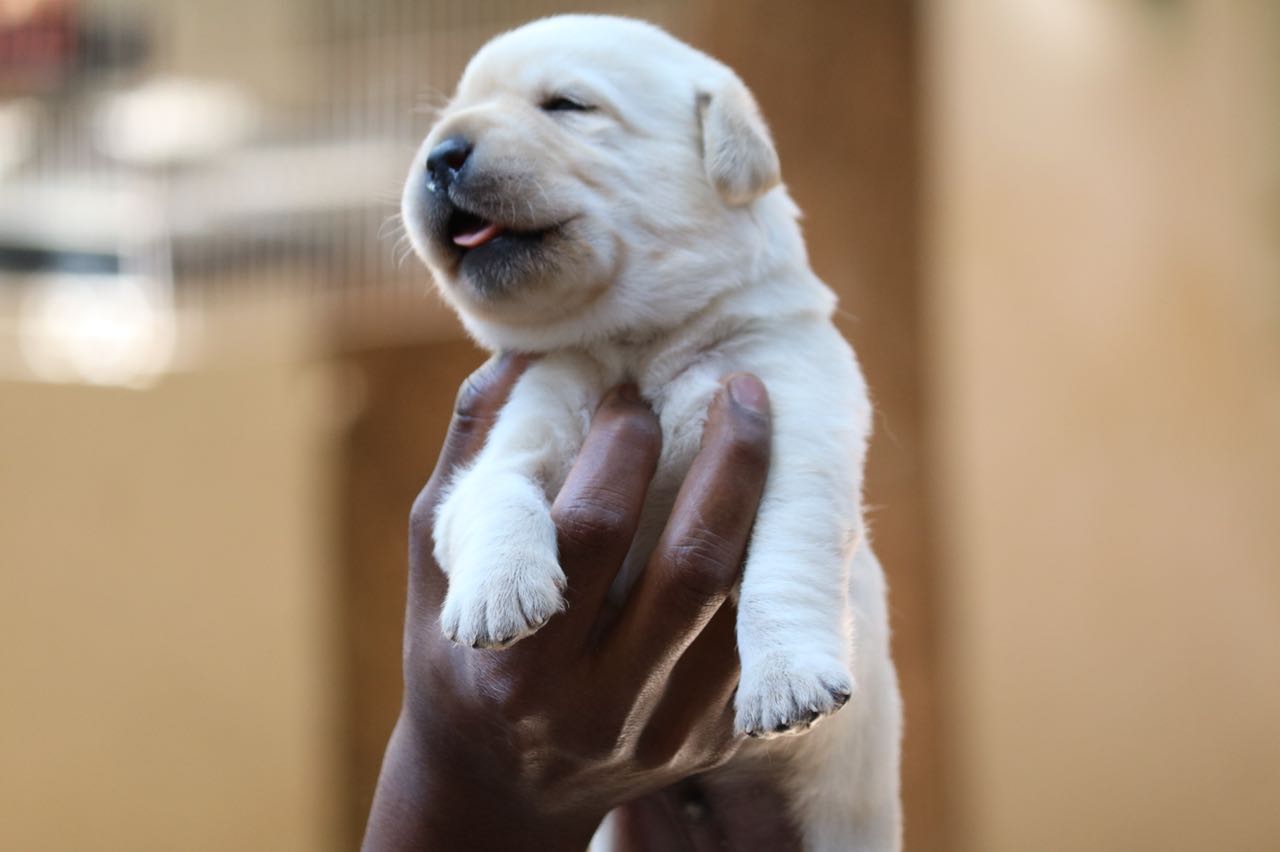 Sasha's & Brick Litter Puppies