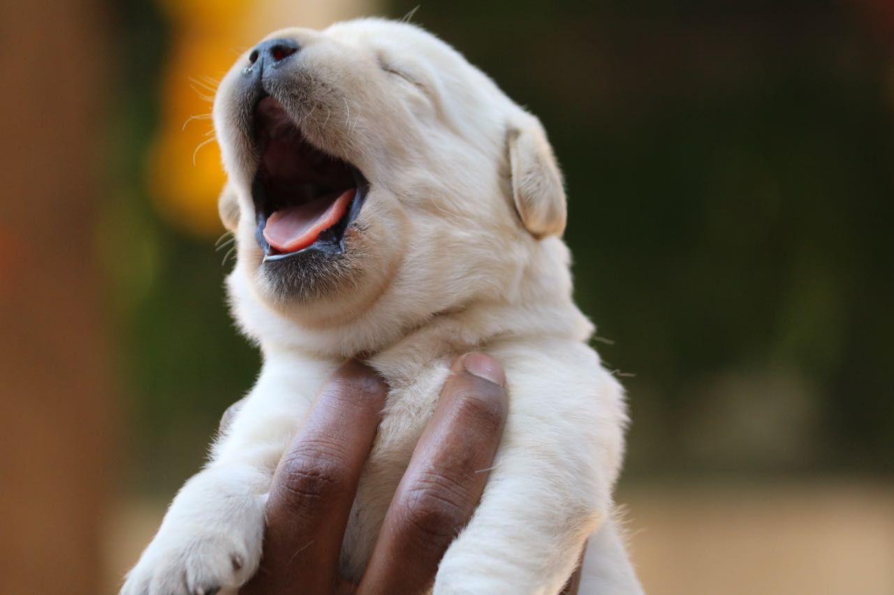 Sasha's & Brick Litter Puppies