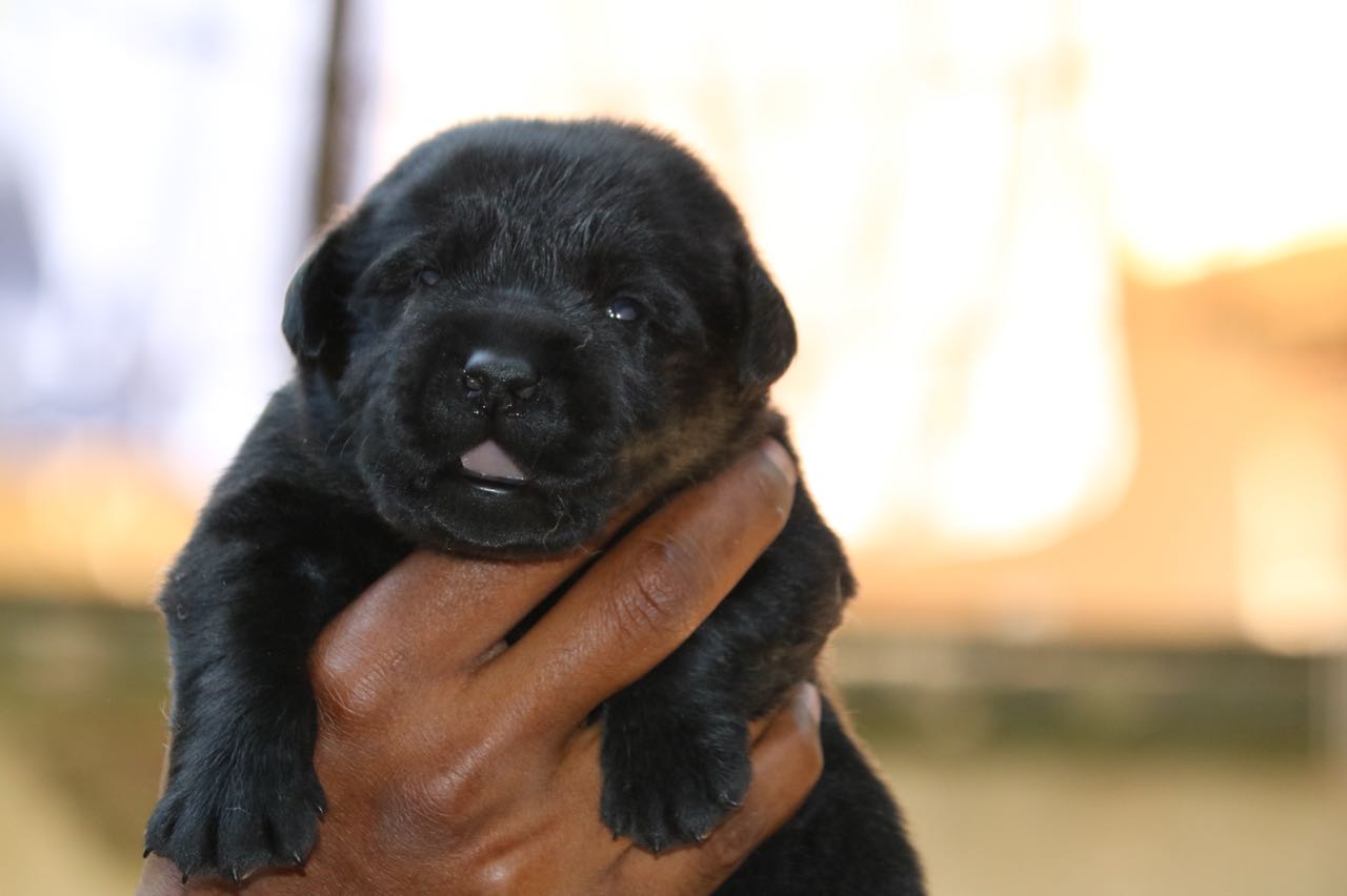 Sasha's & Brick Litter Puppies