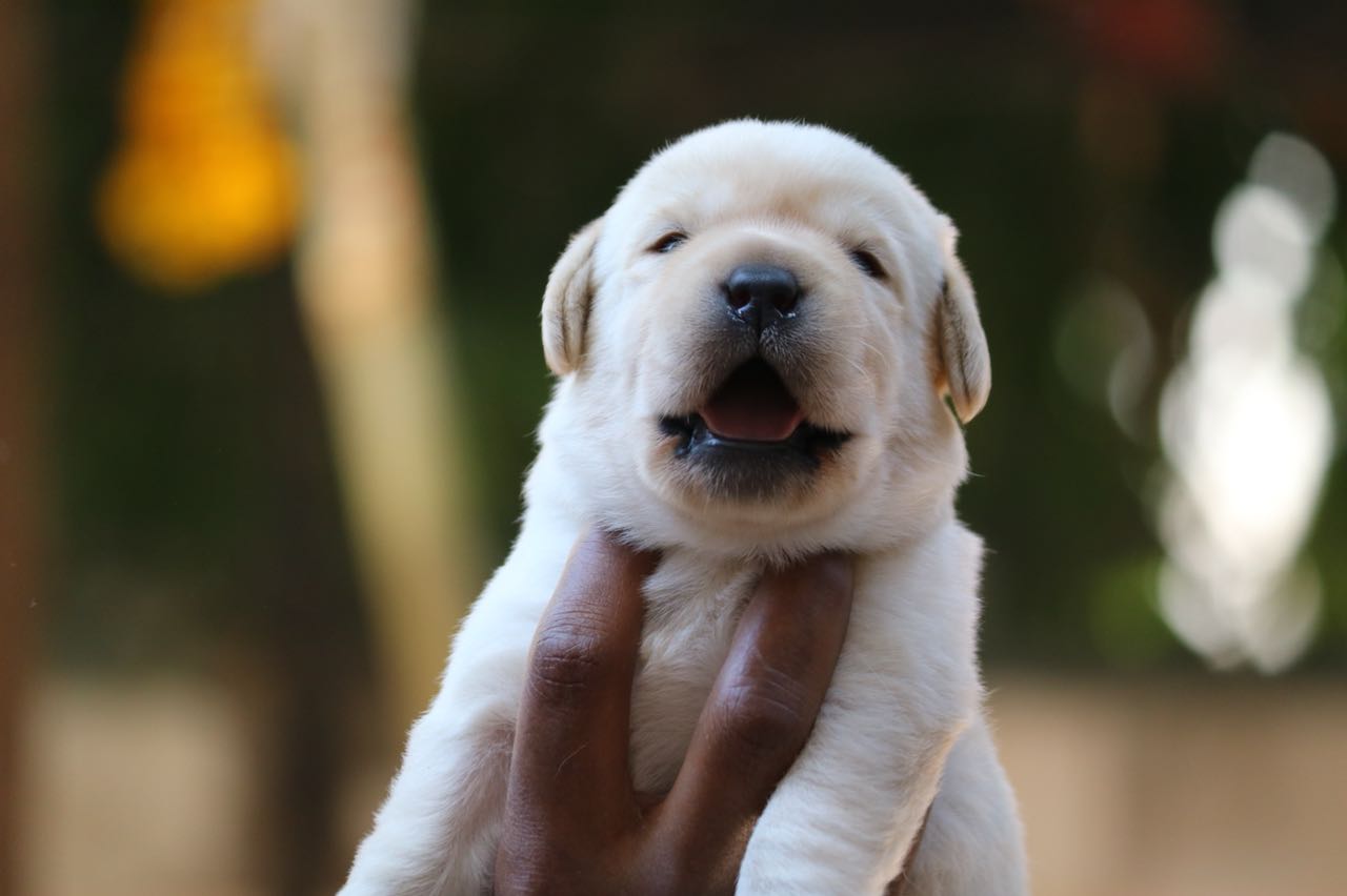 Sasha's & Brick Litter Puppies